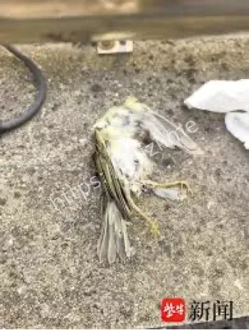 南京大桥撞鸟事件